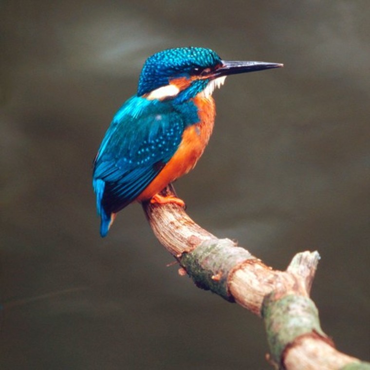 Program Strażnicy Rzek Program Strażnicy Rzek