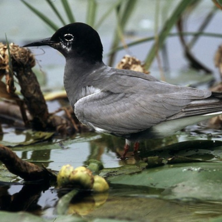 Program Strażnicy Rzek Program Strażnicy Rzek