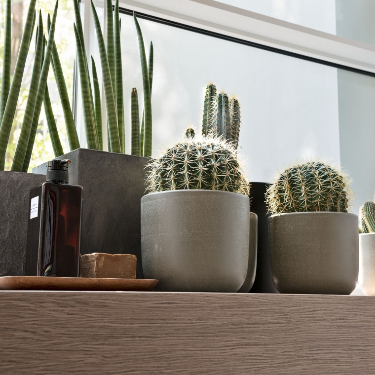 Różne rośliny na parapecie Różne rośliny na parapecie