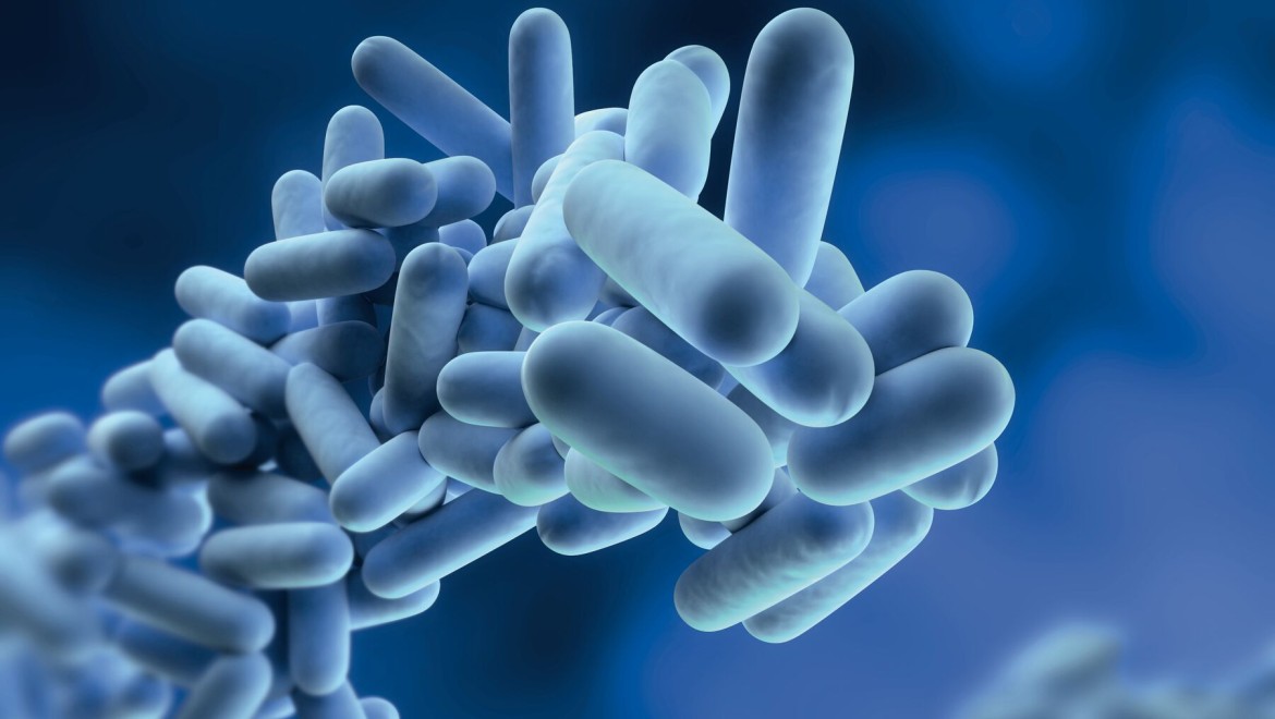 Legionella to bakterie, które mogą namnażać się w wodzie pitnej Legionella to bakterie, które mogą namnażać się w wodzie pitnej