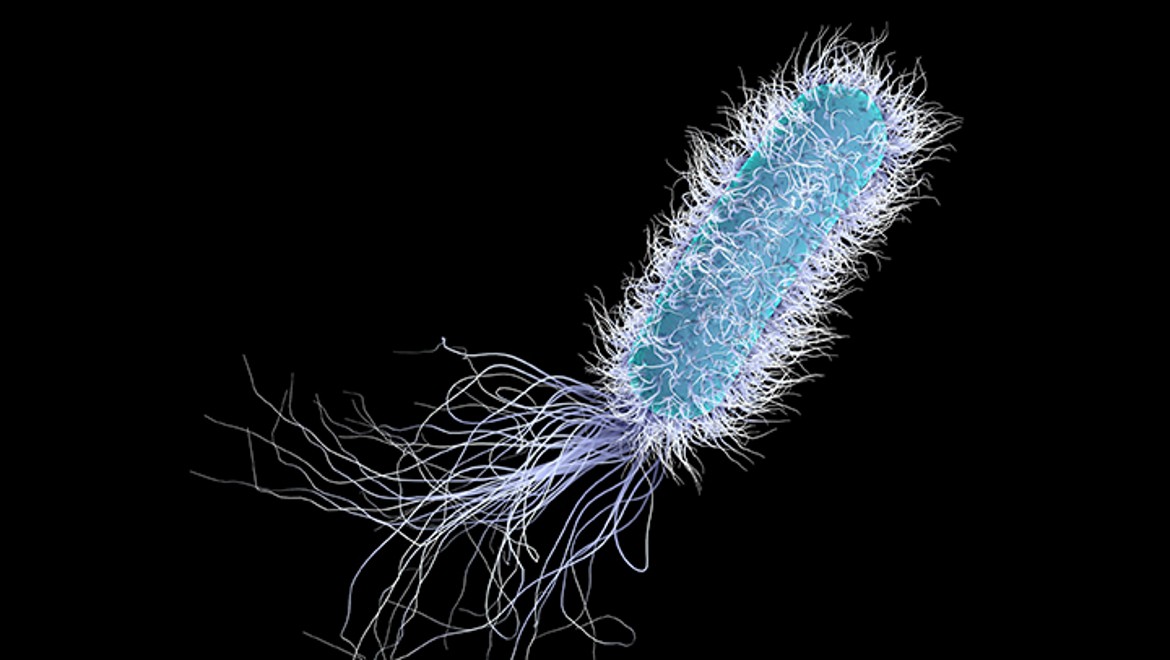 Pseudomonas aeruginosa (© Geberit) Pseudomonas aeruginosa (© Geberit)