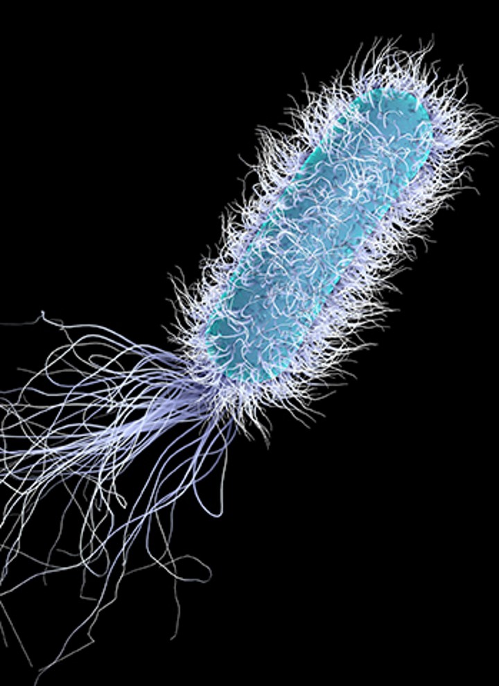 Legionella pod mikroskopem Legionella pod mikroskopem
