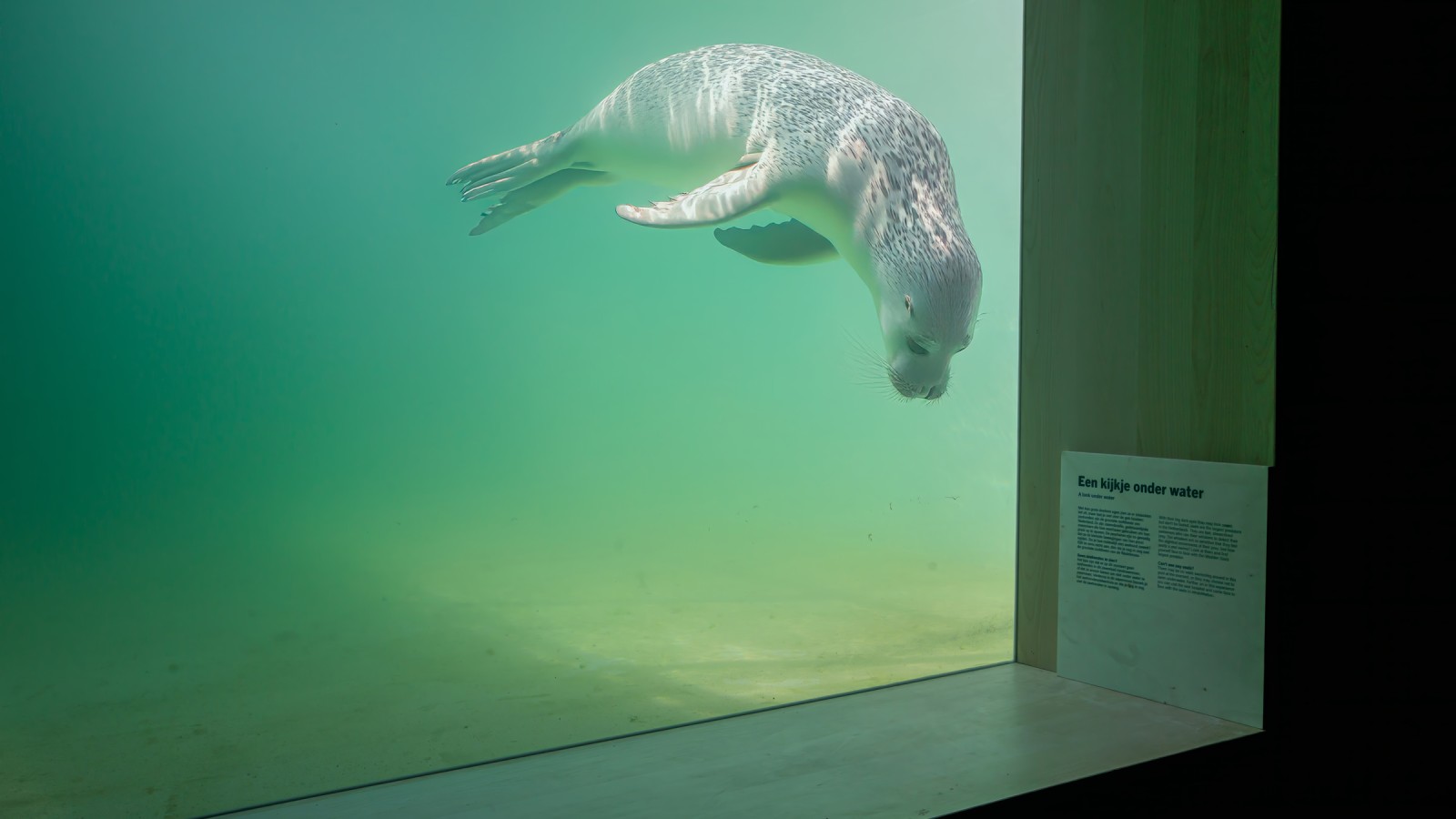 Ranne lub chore zwierzęta powinny mieć możliwość jak najszybszego powrotu do środowiska naturalnego (© Tjeerd Visser) Ranne lub chore zwierzęta powinny mieć możliwość jak najszybszego powrotu do środowiska naturalnego (© Tjeerd Visser)