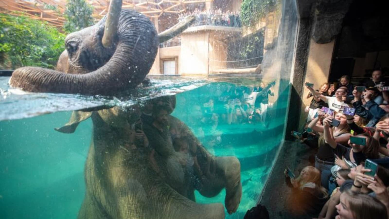 Kąpiel słoni (© Orientarium Zoo Łódź) Kąpiel słoni (© Orientarium Zoo Łódź)