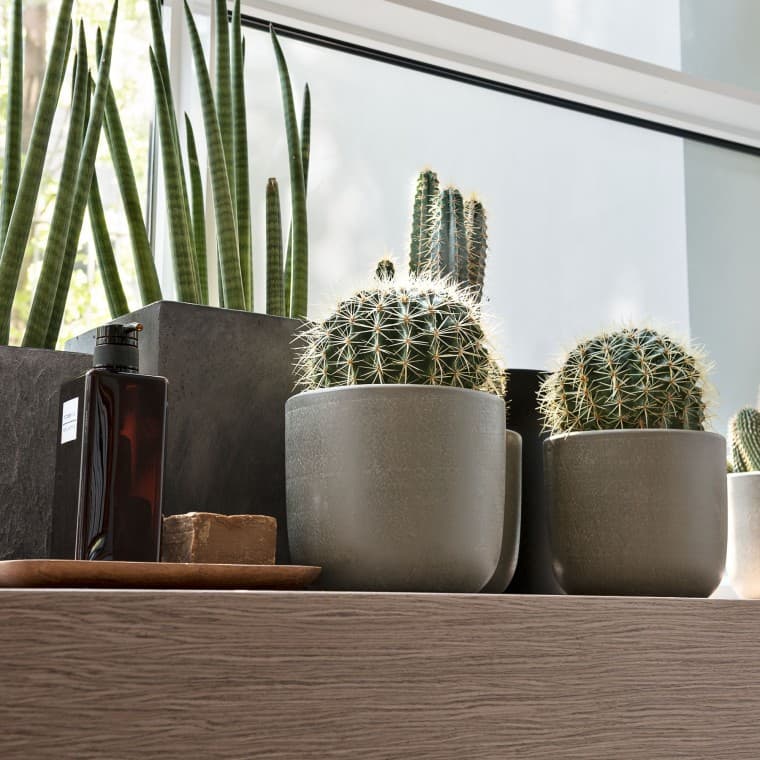 Różne rośliny na parapecie Różne rośliny na parapecie