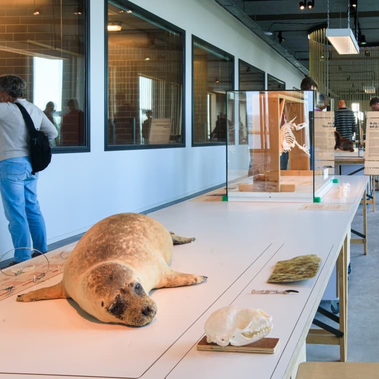 Czy wiesz, że foka jest największym drapieżnikiem w Holandii? (© Tjeerd Visser) Czy wiesz, że foka jest największym drapieżnikiem w Holandii? (© Tjeerd Visser)