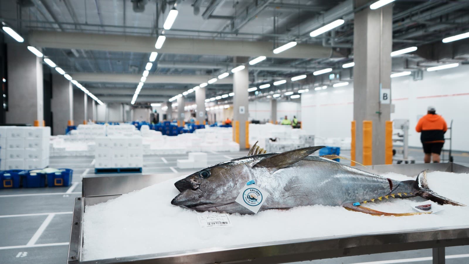 Każdego dnia w New Sydney Fish Market przetwarza się i sprzedaje od 50 do 60 ton ryb i owoców morza (© Grainger Films) Każdego dnia w New Sydney Fish Market przetwarza się i sprzedaje od 50 do 60 ton ryb i owoców morza (© Grainger Films)